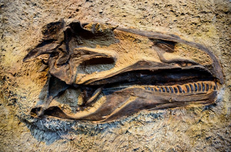 Interesting Facts About Fossils