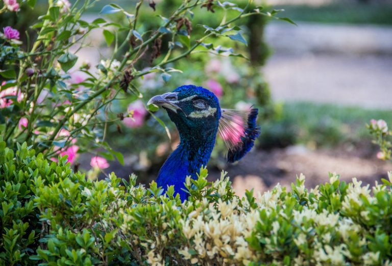 What Animals Prey on Peacocks?