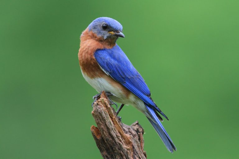 What Direction Should a Bluebird House Face?