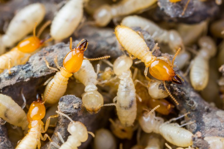 Naphthalene Toxicity and Termite Interactions