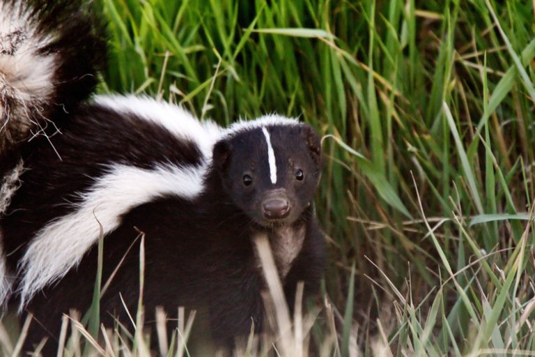 Identifying Male and Female Skunks