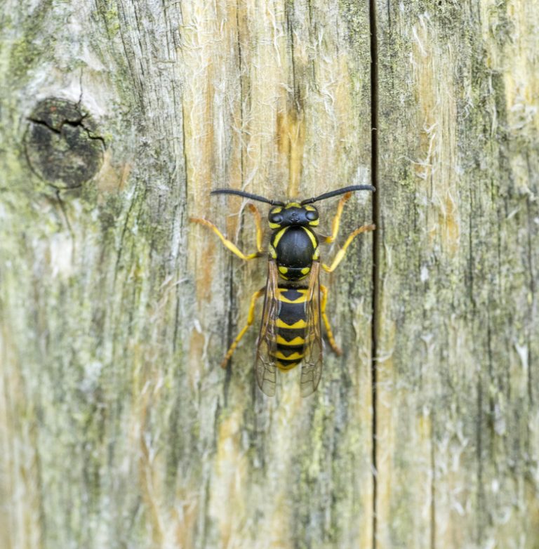 Nocturnal Wasps