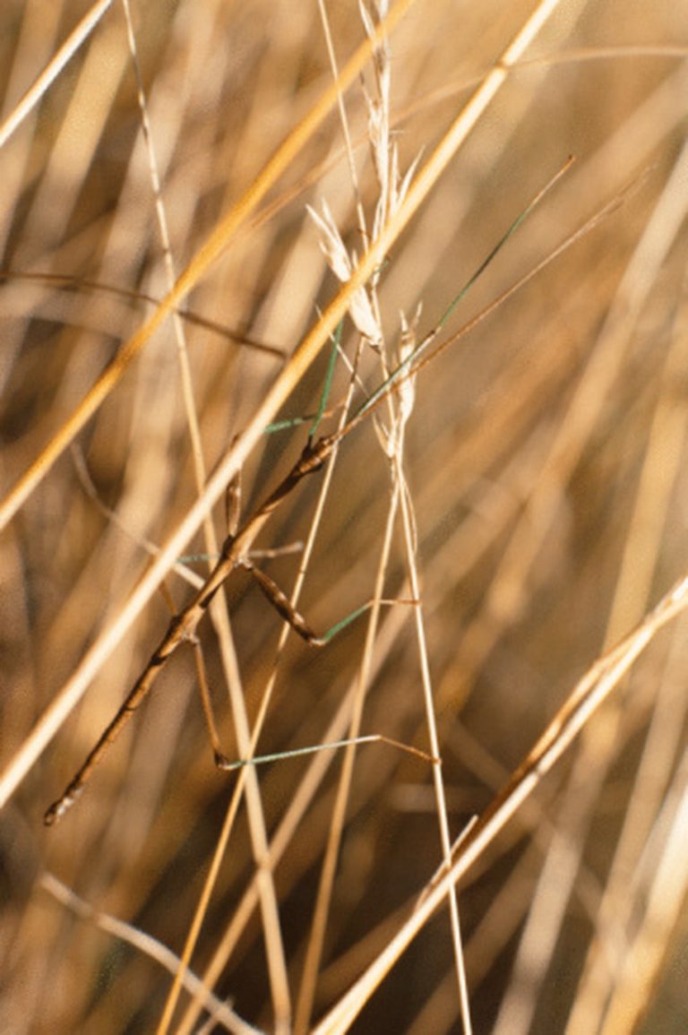 Understanding the Distinction Between a Walking Stick and a Praying Mantis