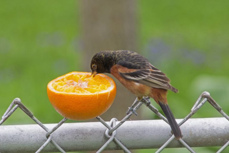 Feeding Oranges to Wild Birds