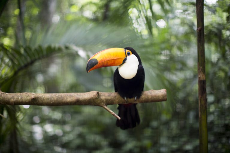 Creatures of the Canopy Layer in Rainforests