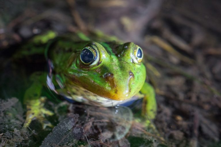 Creatures with Infrared Vision