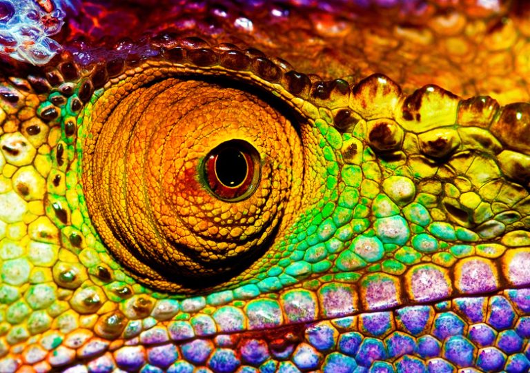 The Adaptations of Chameleons Sciencing