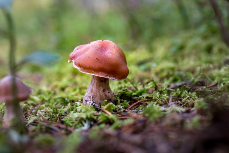 Exploring the Unique Features of Mushrooms Understanding Mushroom Characteristics