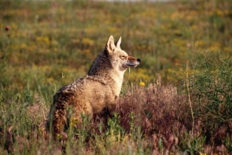 Distinguishing Between Male and Female Coyotes