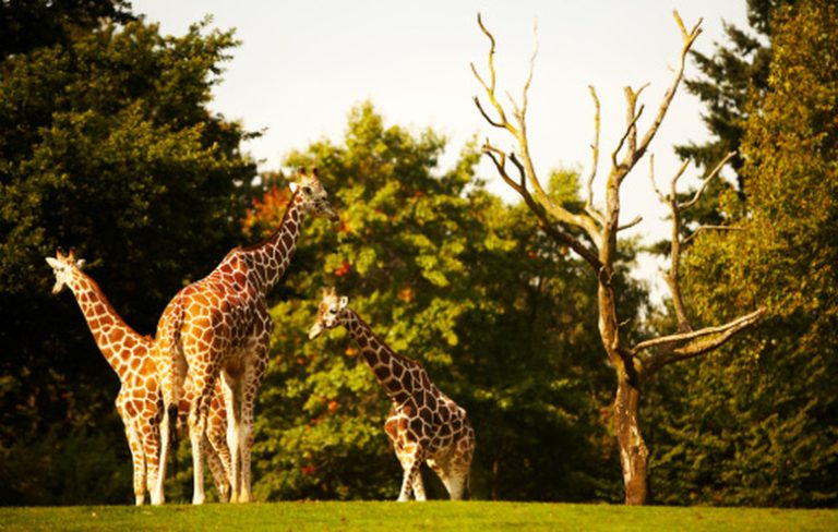 The Giraffe's Adaptation in Grassland Environments