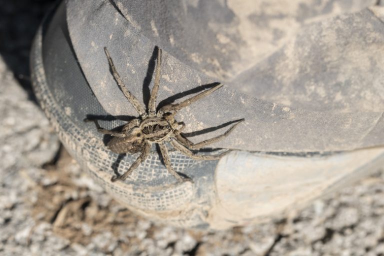 Who Preys on the Wolf Spider?