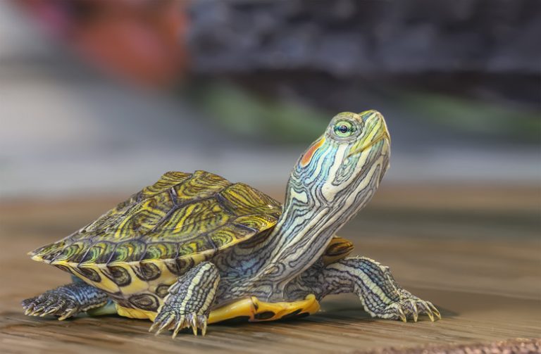 Which Animals Prey on Turtles?