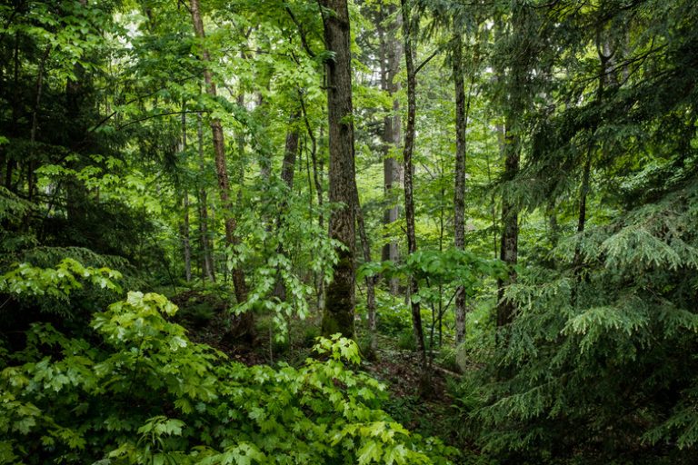 Food Chains in a Woodland Habitat