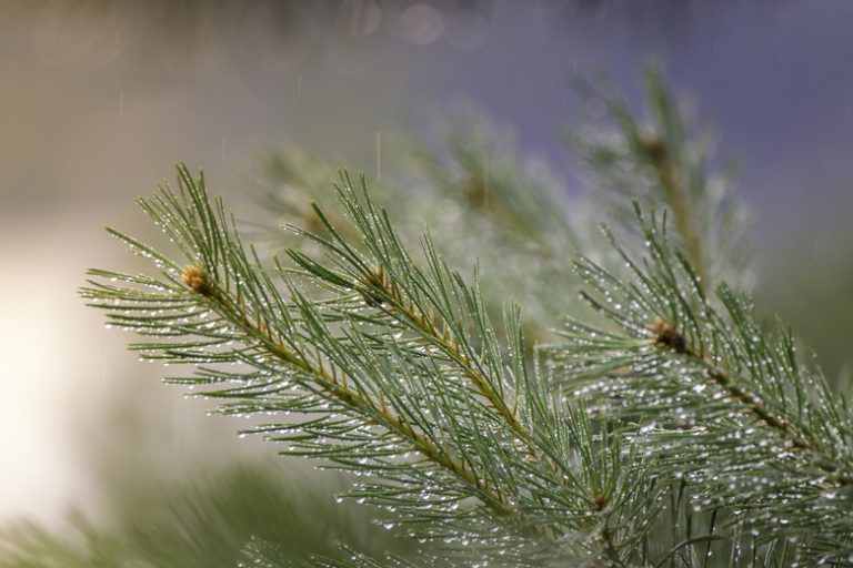 Exploring the Habitats of Pine Trees