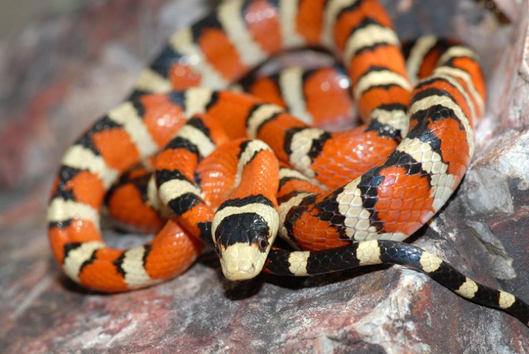 How to Identify Red and Black Striped Snakes