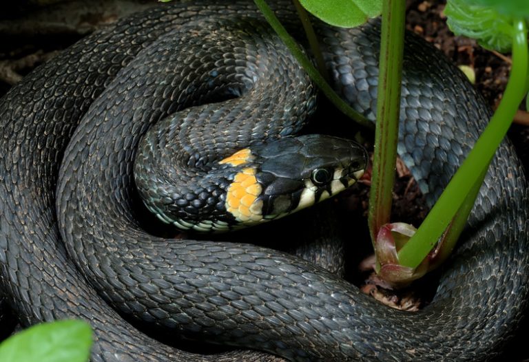 Black Snakes Featuring Yellow Rings in Georgia