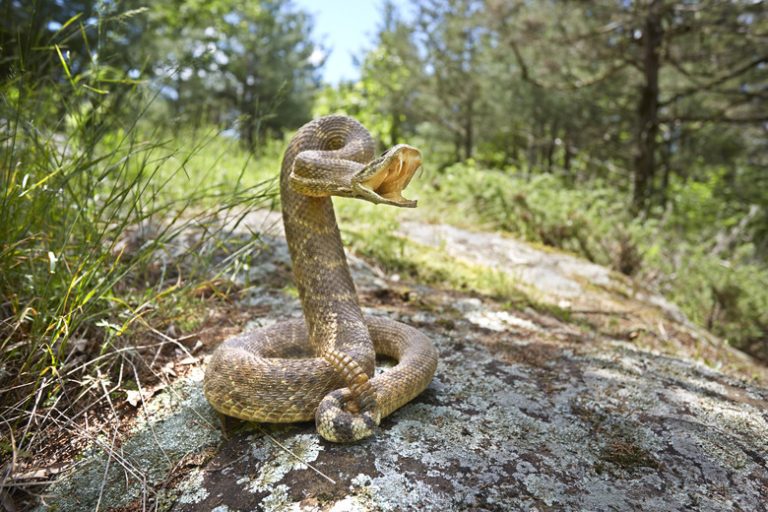 Identifying Baby Rattlesnakes