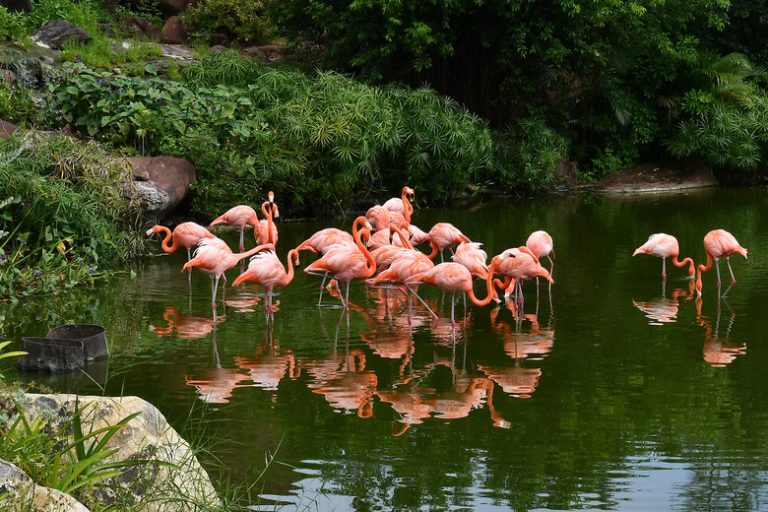 Are Pink Flamingos Found in Hawaii?