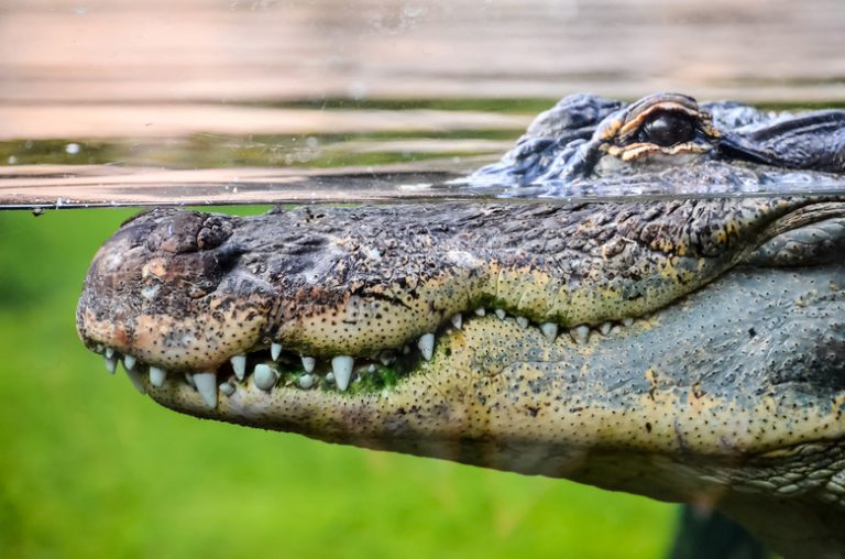 Similarities Between Alligators and Crocodiles Exploring the Common Traits of These Reptiles