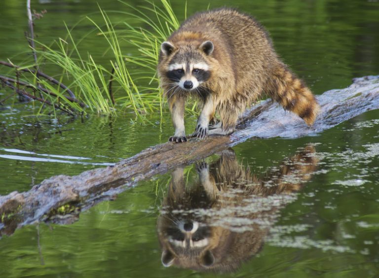 Wildlife of the Piedmont Region in Georgia