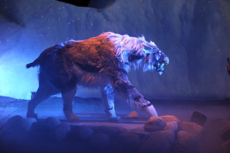 Exploring the Extinction of the Saber-Toothed Tiger