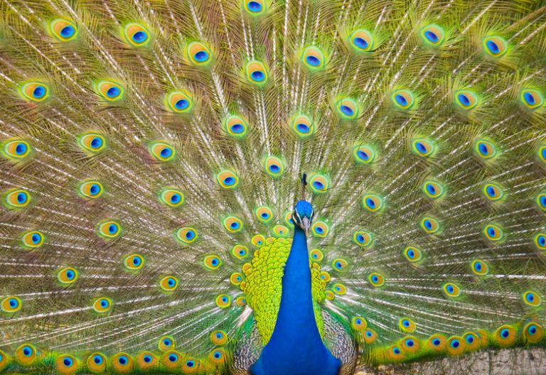 Exploring the Life Cycle of a Peacock