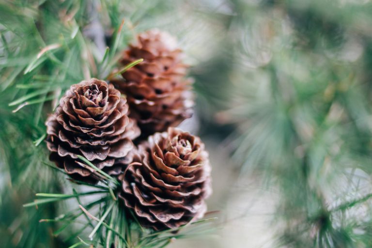 The Differences Between Male Pollen and Female Seed Pine Cones