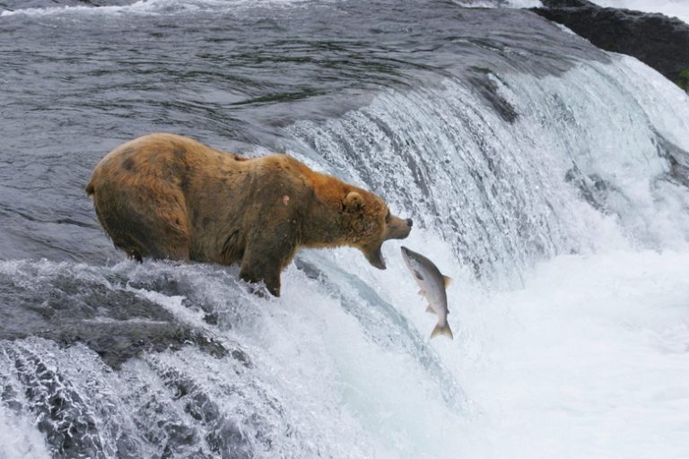 Exploring Ecosystem Fauna