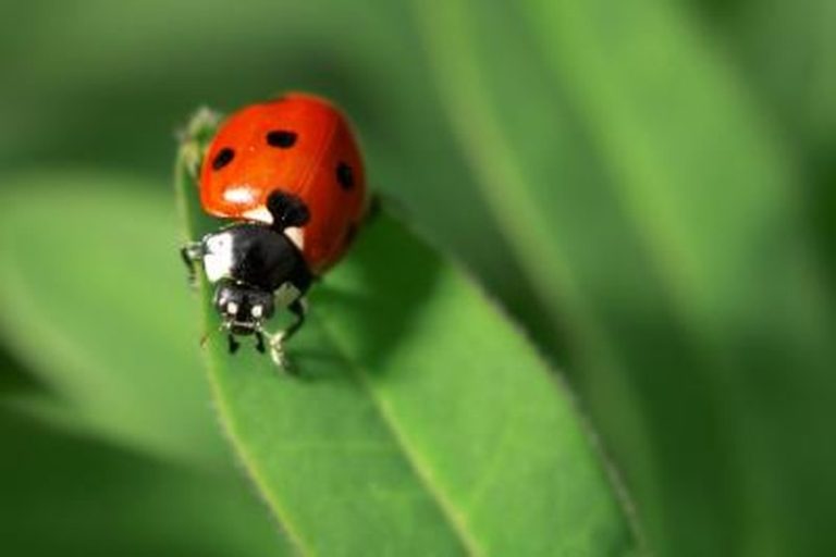 Understanding the Distinctions Between Male and Female Ladybugs