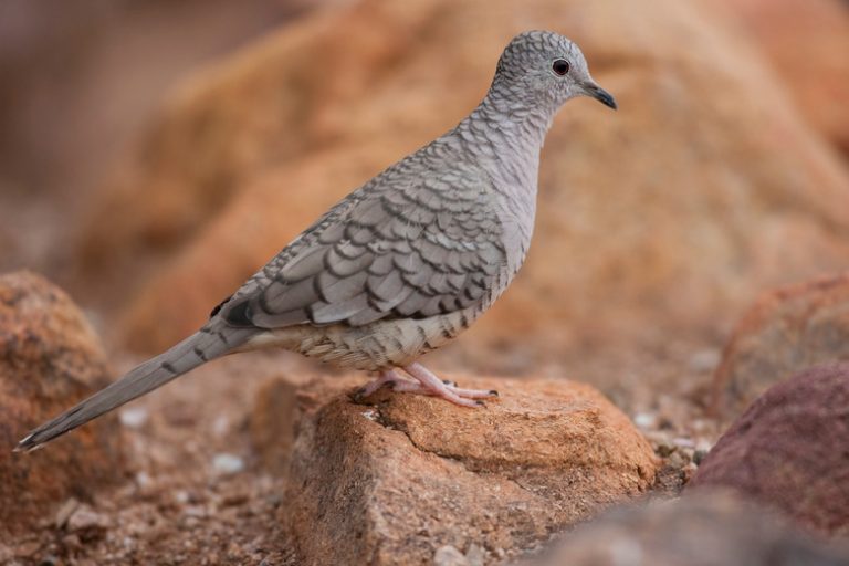 Exploring the Traits of Doves Key Features and Characteristics