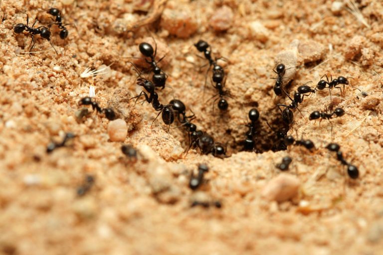 Underground Insects Exploring Life Below the Surface