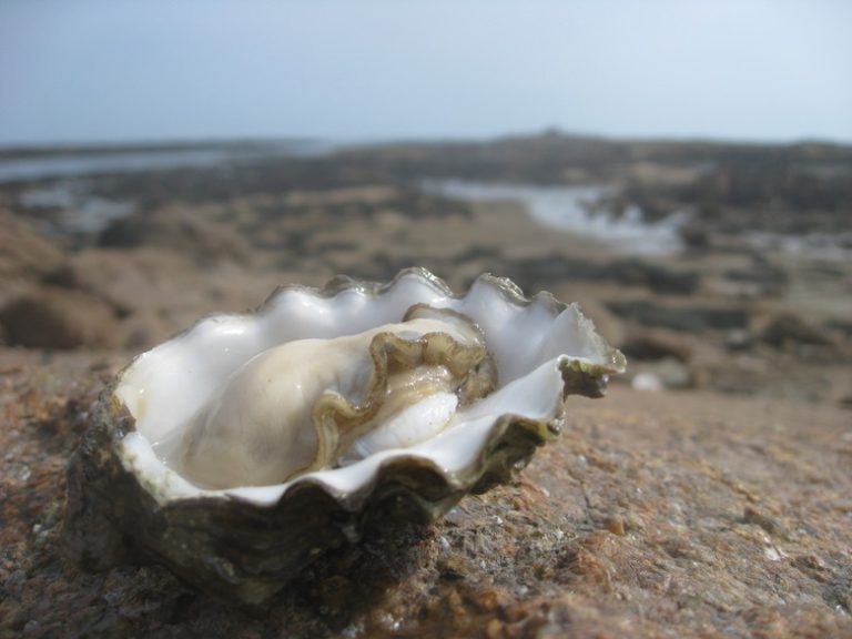 Understanding Oyster Reproduction