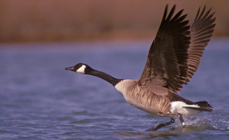 Exploring the Various Types of Geese