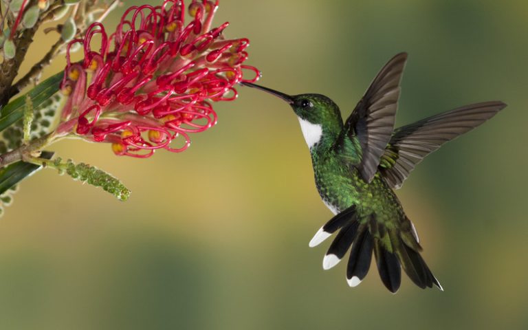 Understanding the Hummingbird Life Cycle