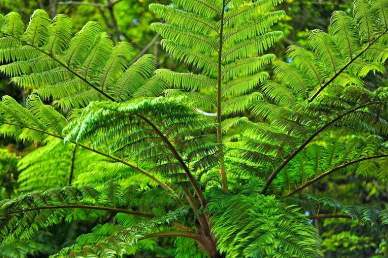 Threatened Flora of the Philippines