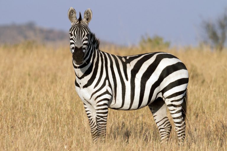 Exploring the Unique Traits of Zebras Key Features and Characteristics