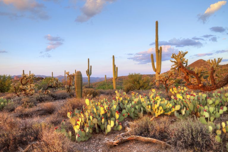 Significance of Deserts