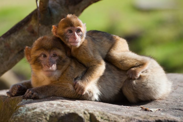 Wildlife of the Mediterranean Forest