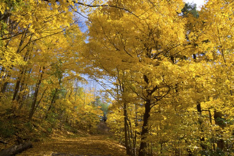 Exploring Food Chains in Deciduous Forests