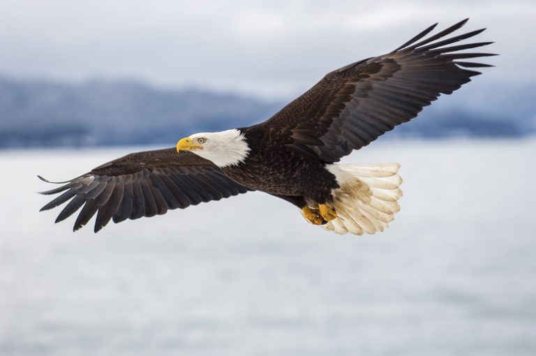 Understanding the Life Cycle of an Eagle