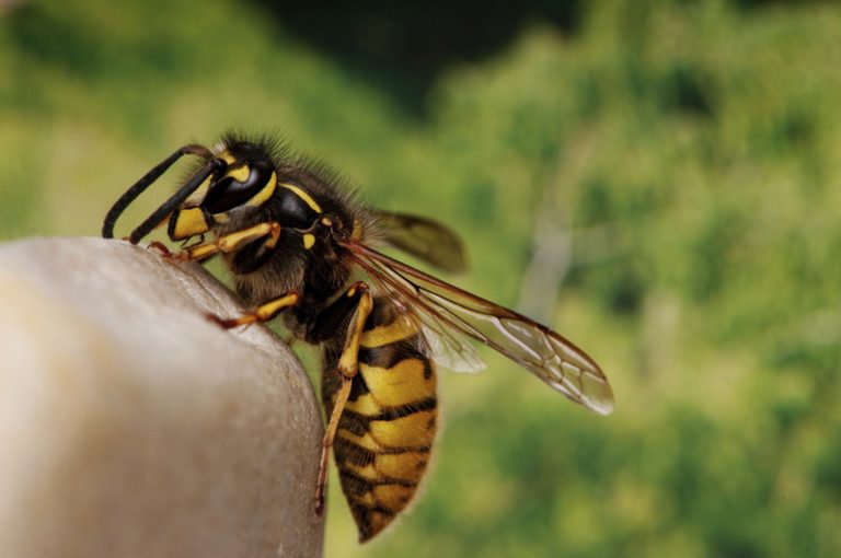 Natural Predators of Wasps Sciencing