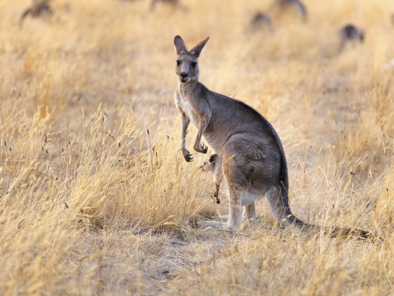 Collection of Marsupial Species Sciencing