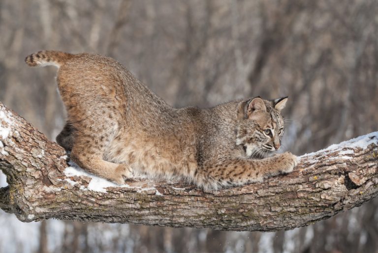 What Adaptations Are Found in Bobcats?