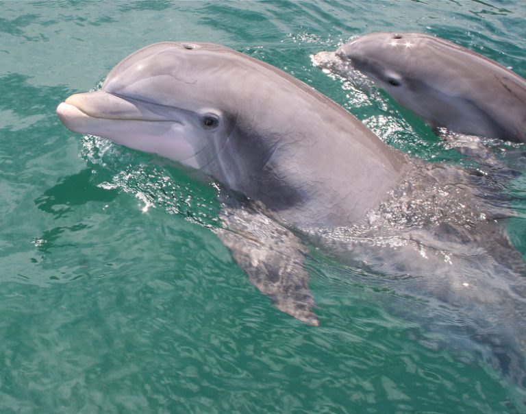 Understanding Dolphin Nursing Behavior