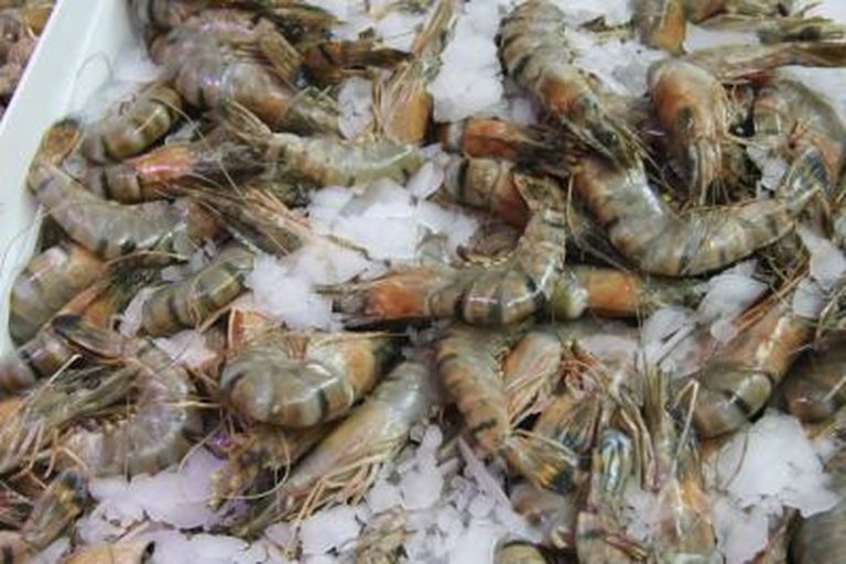 Getting Started with Freshwater Shrimp Farming