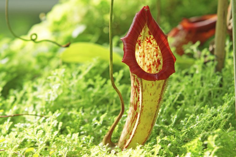 Interesting Insights on the Pitcher Plant