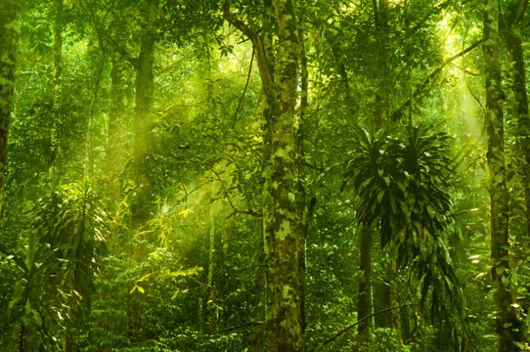 Influence of Abiotic Factors in Rainforest Ecosystems