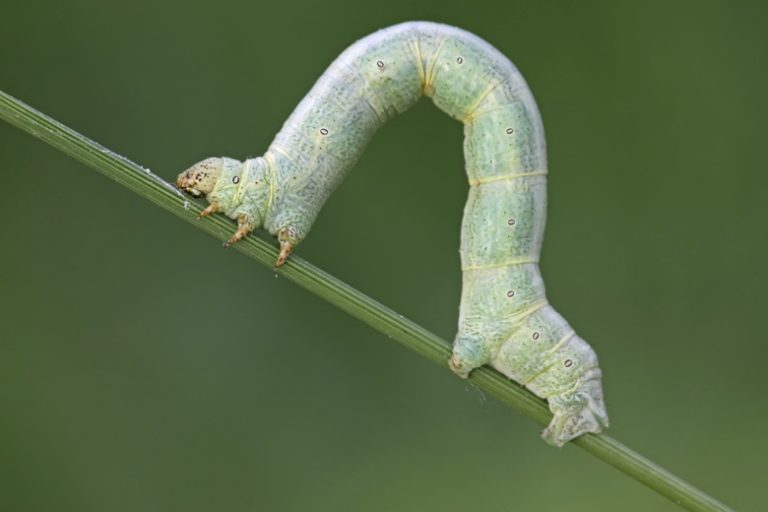 Inchworm Life Cycle Sciencing