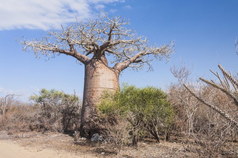 Flora of the Tropical Savanna