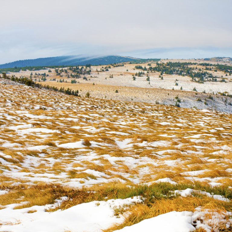 Flora and Fauna of the Tundra